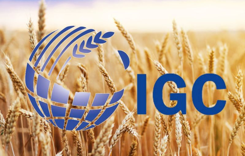 IGC Grain Market Report: глобальні прогнози 2025/26