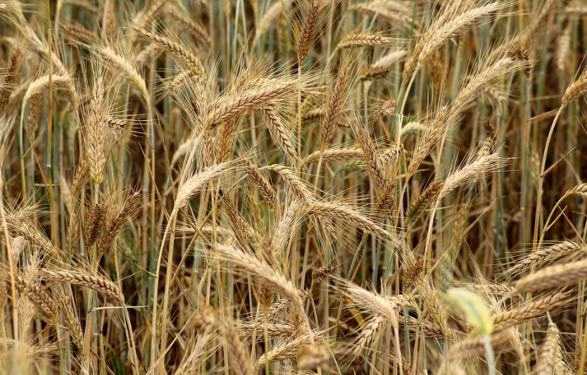 Ячмінь: чому український FOB програє Туреччині