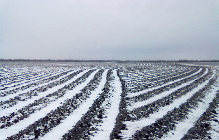 Прогноз зими 2025 для аграріїв: що очікувати у різних регіонах
