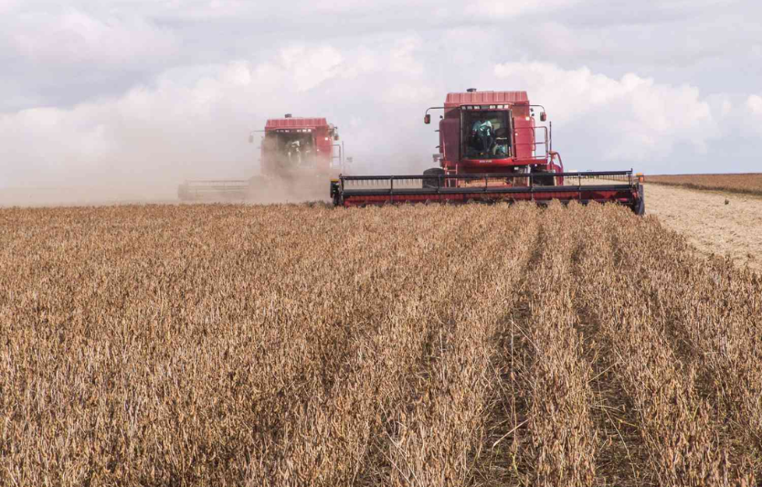 Соя в Україні: нові сорти і рекомендації з догляду