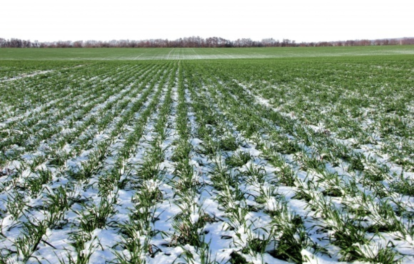 Як змінилися площі посівів озимих у 2025 році