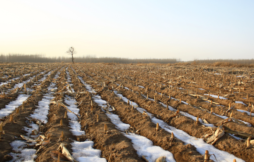 Зимовий погодний прогноз для агросектору: грудень–січень