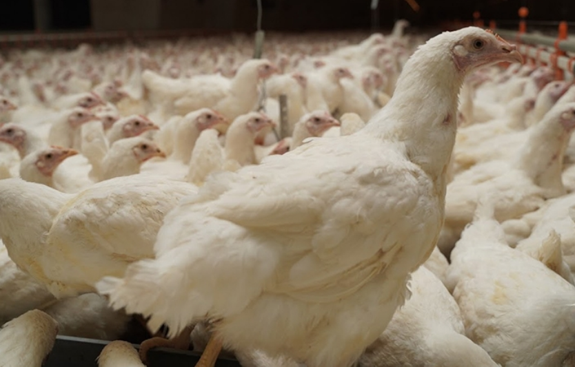 Органічна птахоферма з повним циклом виробництва працює на Житомирщині