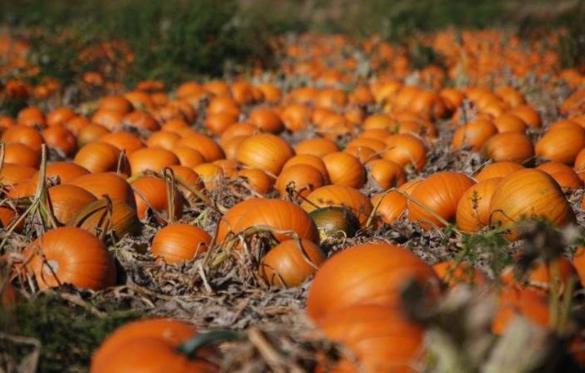 Вирощування гарбуза на насіння: вигідна ніша для аграрного бізнесу