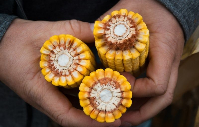 Які гібриди кукурудзи обрати для сезону 2026: поради фахівців