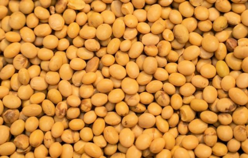 Хвороби сої: прояви, попередження та методи боротьби