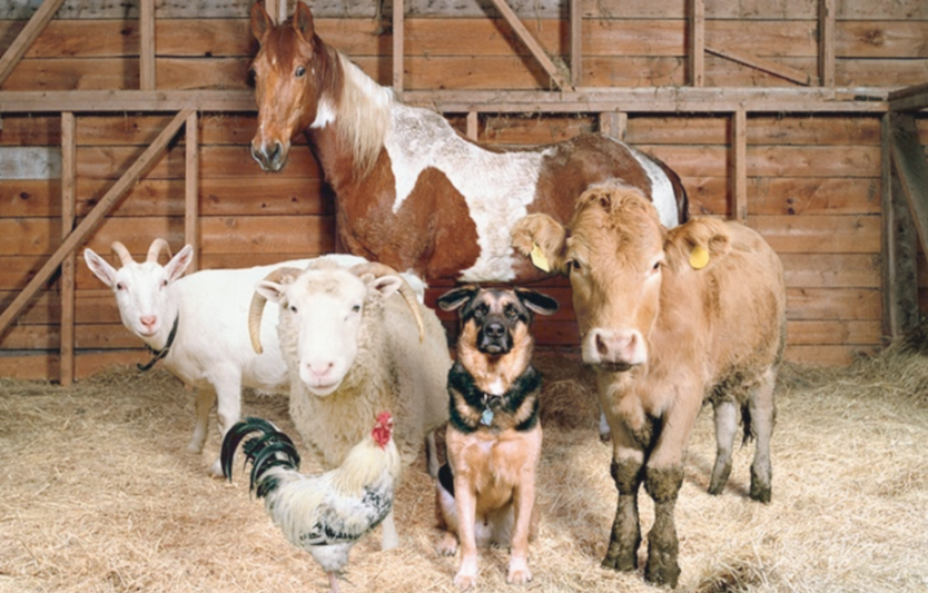 Нові вимоги до благополуччя тварин: як отримати сертифікат