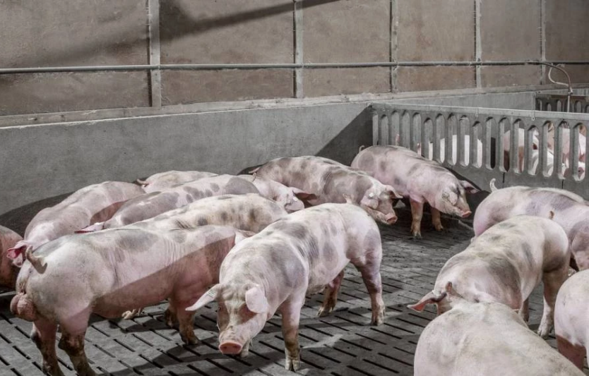 Про породу свині Макстер