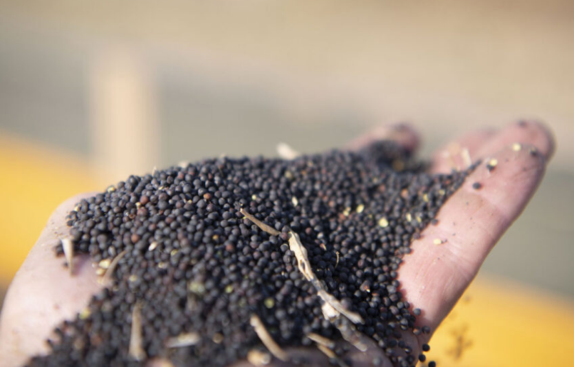 Ріпак має перспективу стати «золотом» для переробників — експерт